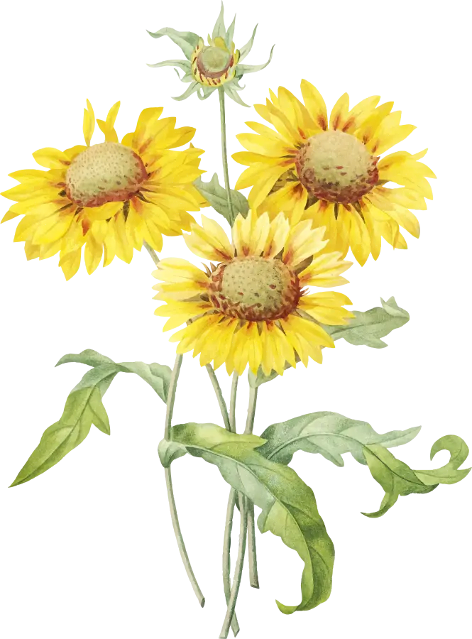 sonnenblumen